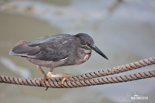Galápagosreiger