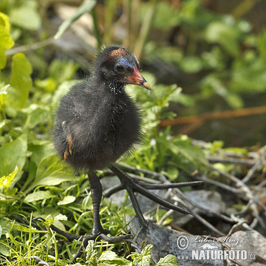 Gallinule poule-d'eau