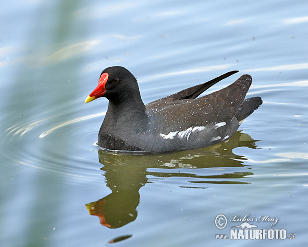 Gallinule poule-d'eau