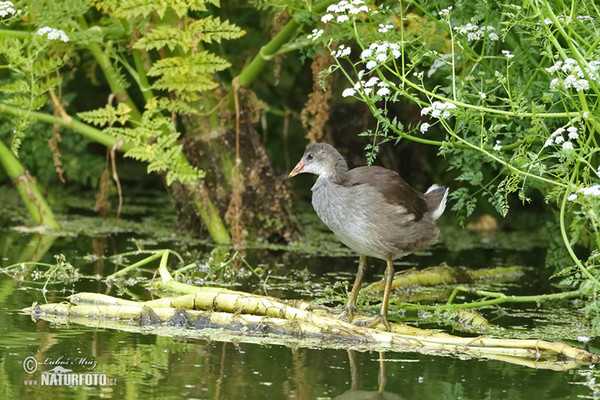 Gallinule poule-d'eau