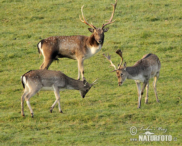 Gamo europeo
