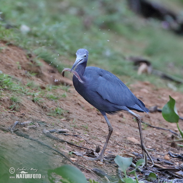 Garceta azul