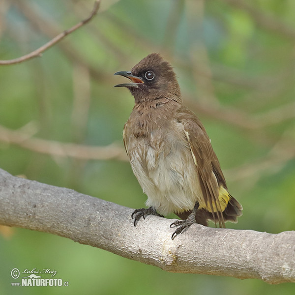 Garden Bulbul (Pycnonotus barbatus)