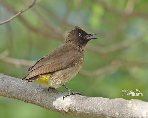 Garden Bulbul (Pycnonotus barbatus)