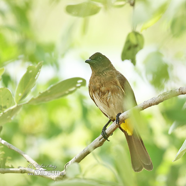 Garden Bulbul (Pycnonotus barbatus)