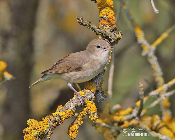 Garden Warbler (Sylvia borin)