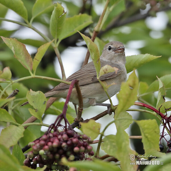 Garden Warbler (Sylvia borin)