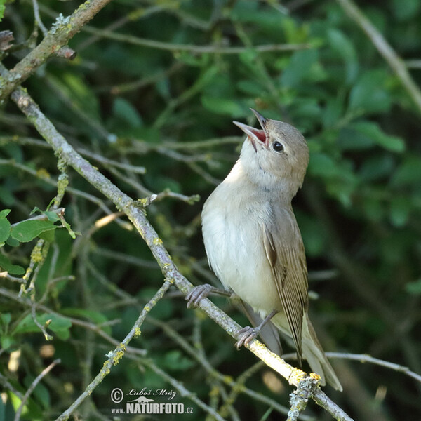 Garden Warbler (Sylvia borin)