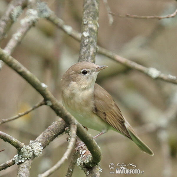 Garden Warbler (Sylvia borin)