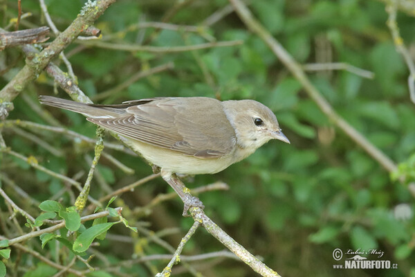 Garden Warbler (Sylvia borin)