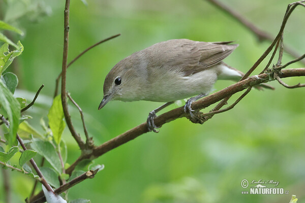 Garden Warbler (Sylvia borin)