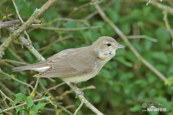 Garden Warbler (Sylvia borin)