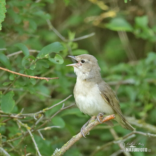 Garden Warbler (Sylvia borin)