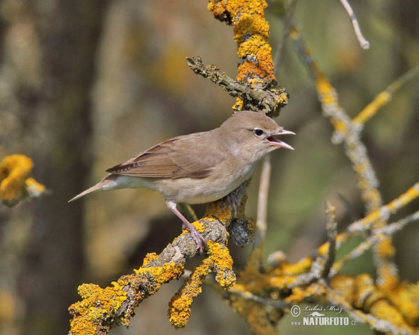 Garden Warbler (Sylvia borin)