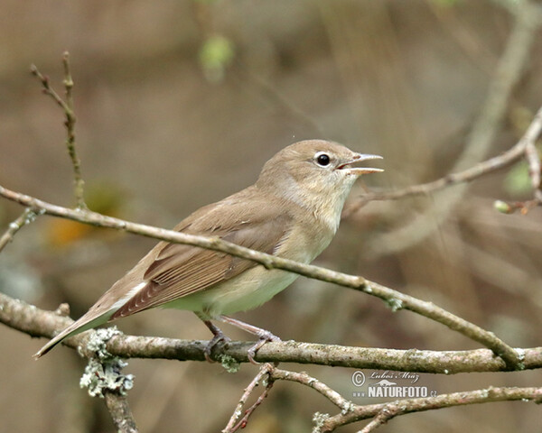 Garden Warbler (Sylvia borin)