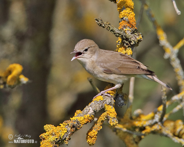 Garden Warbler (Sylvia borin)