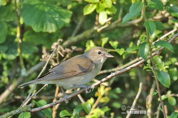 Garden Warbler (Sylvia borin)