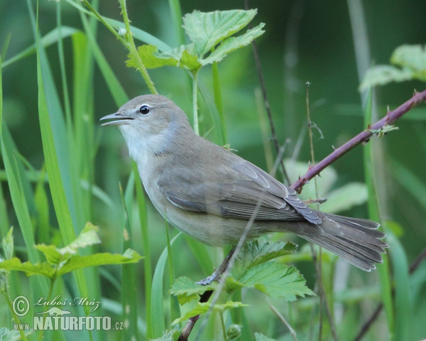 Garden Warbler (Sylvia borin)