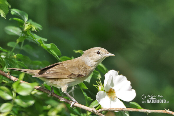 Garden Warbler (Sylvia borin)