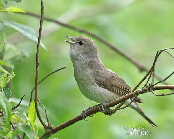 Garden Warbler (Sylvia borin)