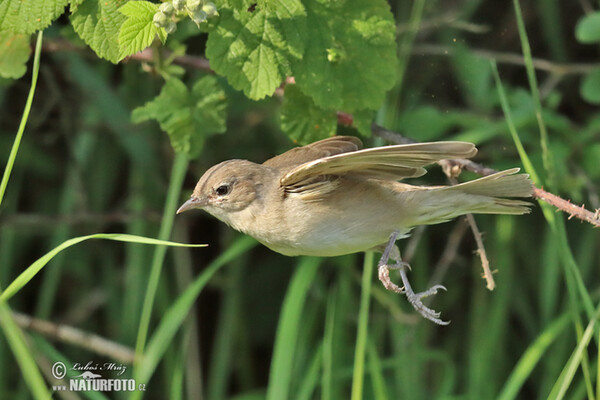 Garden Warbler (Sylvia borin)