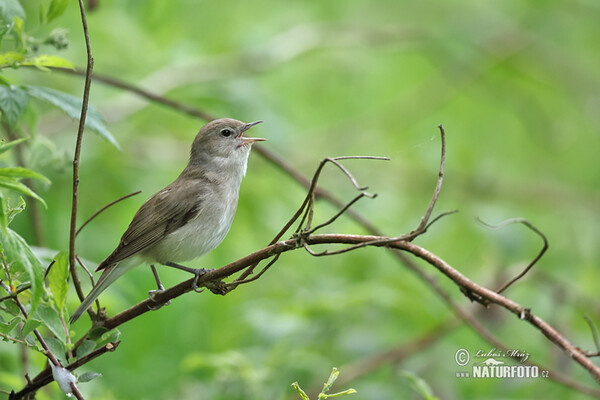 Garden Warbler (Sylvia borin)