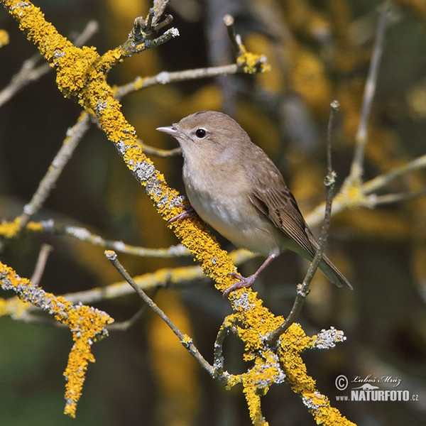 Garden Warbler (Sylvia borin)