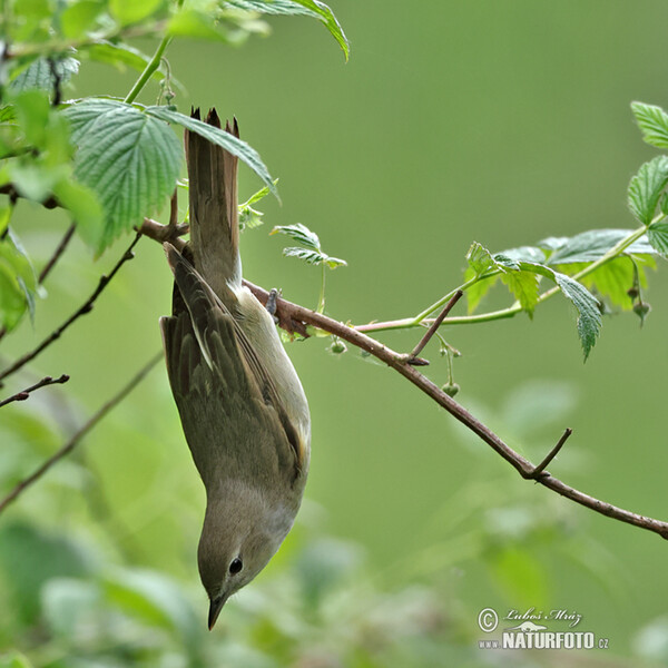 Garden Warbler (Sylvia borin)