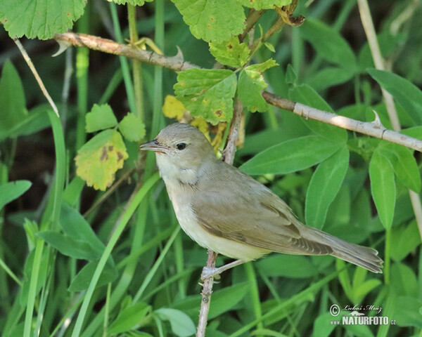 Garden Warbler (Sylvia borin)