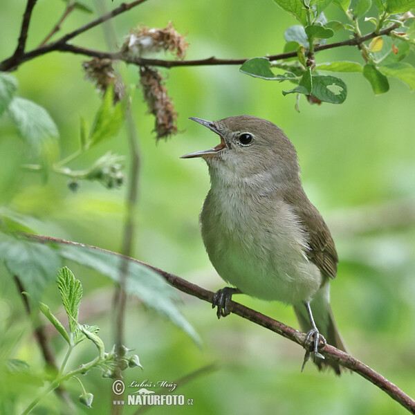 Garden Warbler (Sylvia borin)