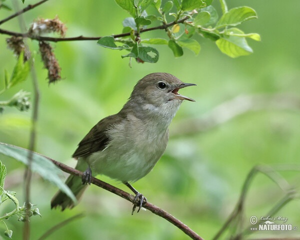 Garden Warbler (Sylvia borin)