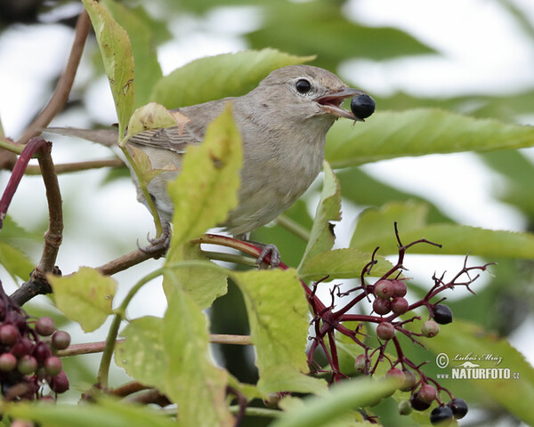 Garden Warbler (Sylvia borin)