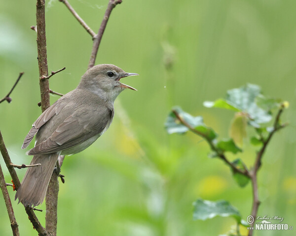 Garden Warbler (Sylvia borin)