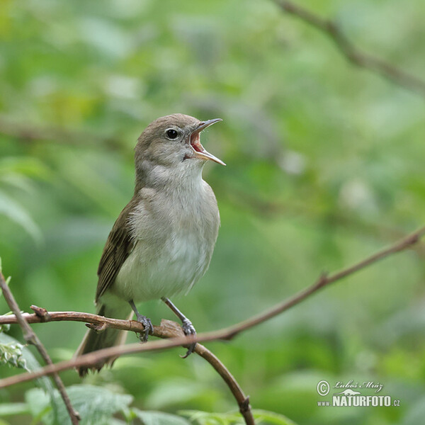 Garden Warbler (Sylvia borin)