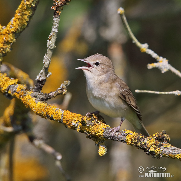 Garden Warbler (Sylvia borin)