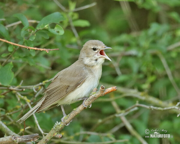 Garden Warbler (Sylvia borin)