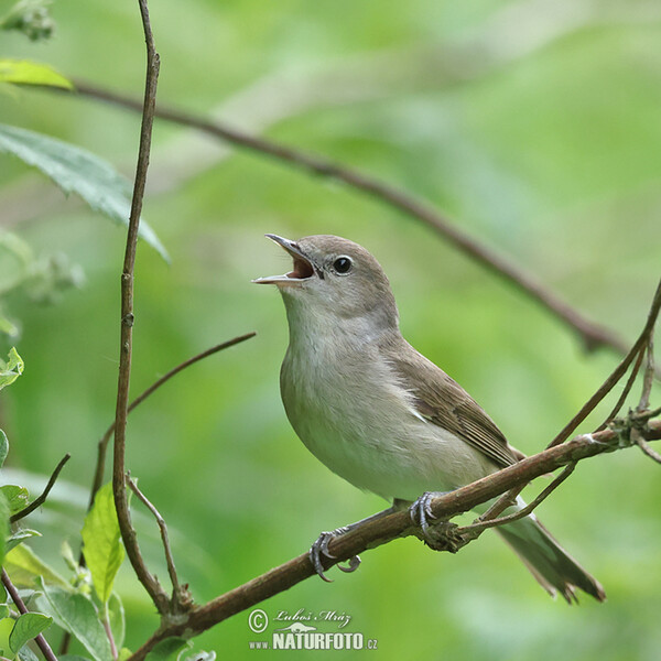 Garden Warbler (Sylvia borin)