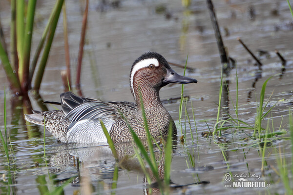 Garganey (Anas querquedula)