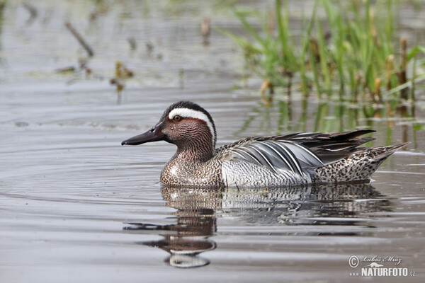 Garganey (Anas querquedula)