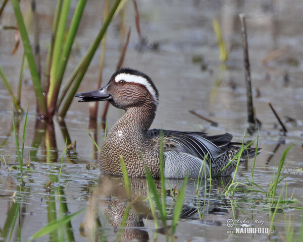 Garganey (Anas querquedula)