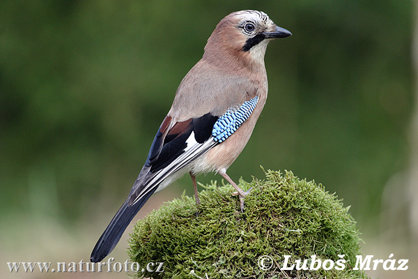 Garrulus glandarius