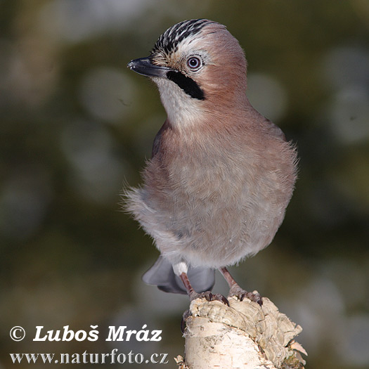 Garrulus glandarius