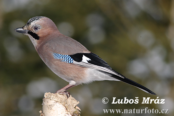 Garrulus glandarius