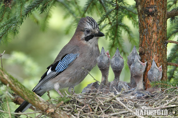 Garrulus glandarius