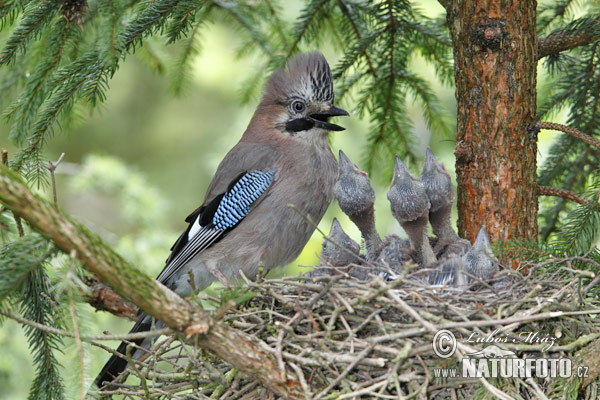 Garrulus glandarius