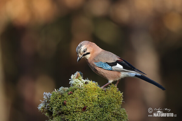 Garrulus glandarius