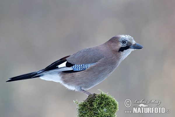 Garrulus glandarius