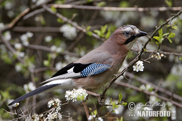 Garrulus glandarius