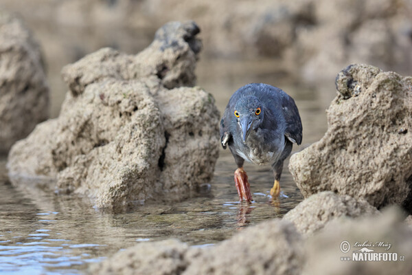 Garza enana de las Galápagos