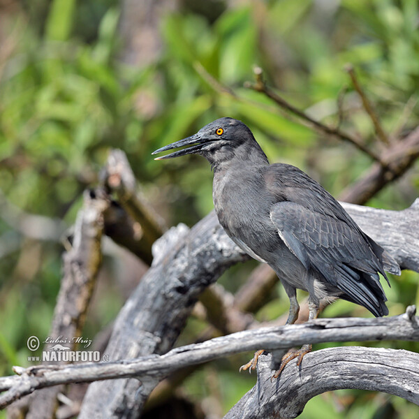 Garza enana de las Galápagos